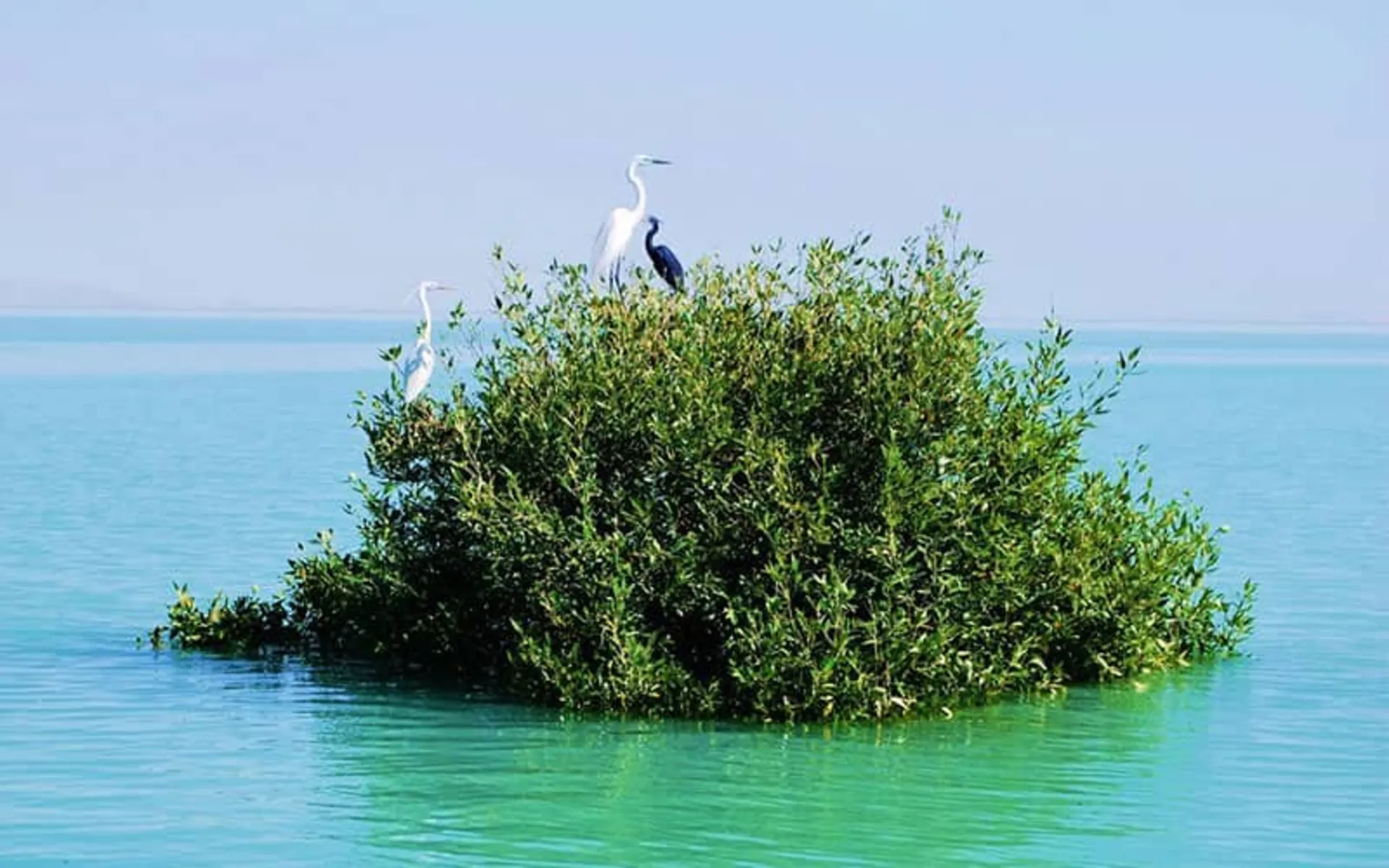 تجربه گردشگری در جنگل حرا