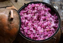 گلاب گیری قمصر کاشان