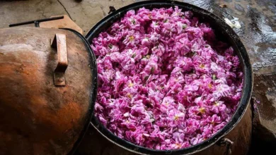 گلاب گیری قمصر کاشان