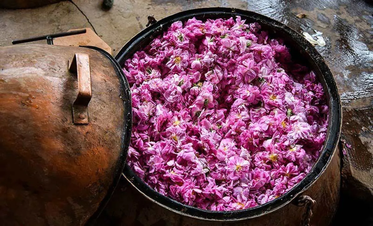 گلاب گیری قمصر کاشان