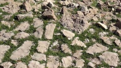 جاده ادویه گذرگاهی مرموز در دل فلات ایران (+ تصاویر)