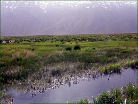 آشنایی با تالاب گندمان
