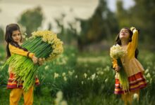 عکسهای زیبای نرگس زار کازرون استان فارس (+ تصاویر)
