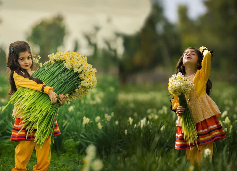 عکسهای زیبای نرگس زار کازرون استان فارس (+ تصاویر) عکسهای زیبای نرگس زار کازرون استان فارس (+ تصاویر)