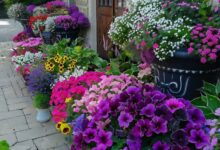 گل آرایی مناسب حیاط و باغ و ویلا (2 نکته مهم)