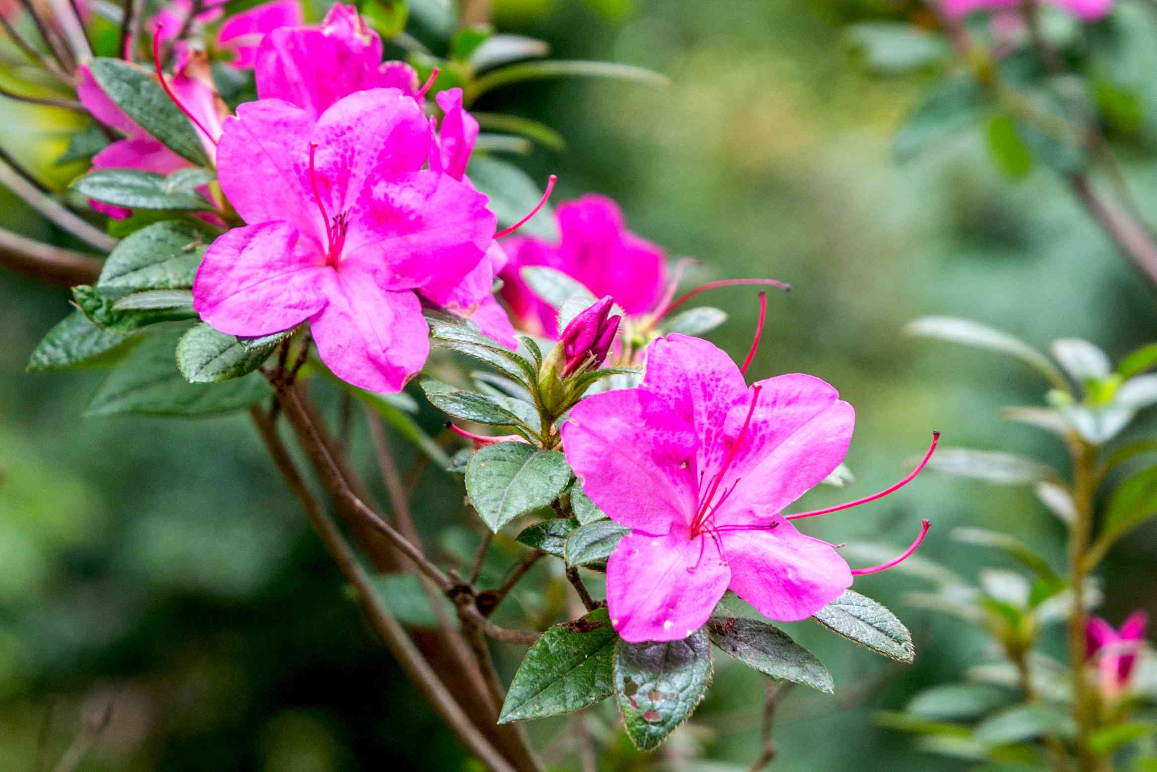 پرورش و نگهداری گل آزالیا ( گل زینتی آپارتمانی ) (2 نکته مهم)