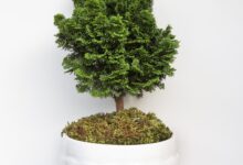 نگهداری از بن سای (2 نکته مهم)