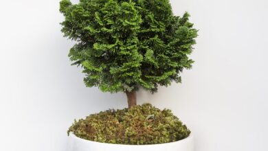 نگهداری از بن سای (2 نکته مهم)