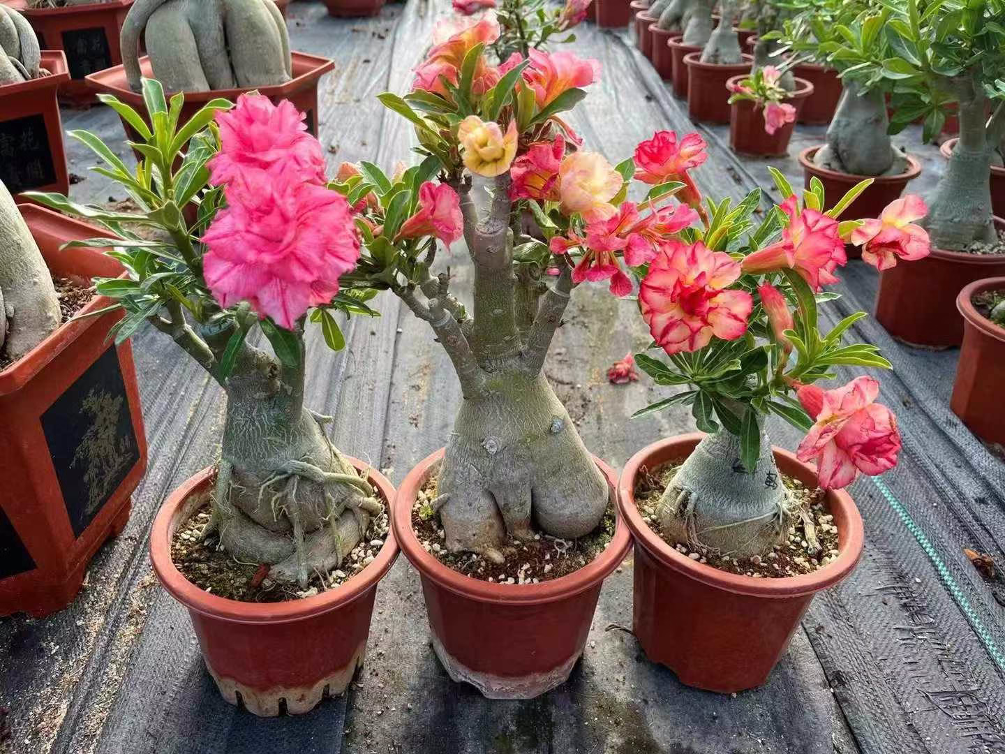 اصول پرورش و نگهداری از گیاه آدنیوم (رز صحرایی) (2 نکته مهم)