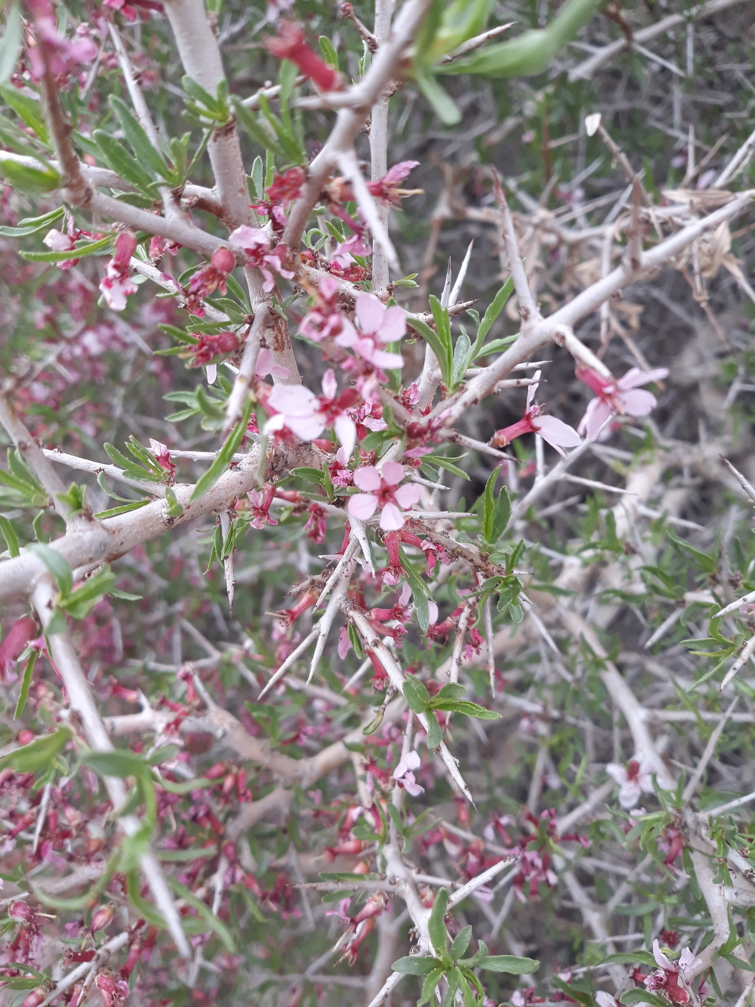 معرفی درختچه تنگرس و کاربردهای آن (2 نکته مهم) معرفی درختچه تنگرس و کاربردهای آن (2 نکته مهم)