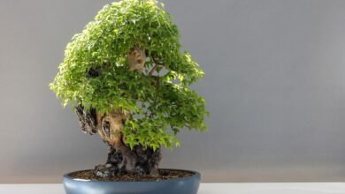 آبیاری بونسای (2 نکته مهم)