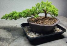 نگهداری بونسای (2 نکته مهم)