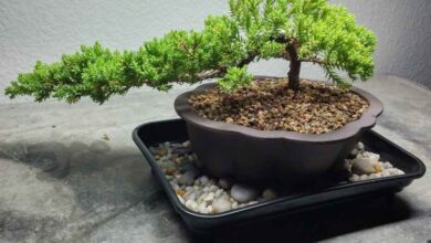 نگهداری بونسای (2 نکته مهم)
