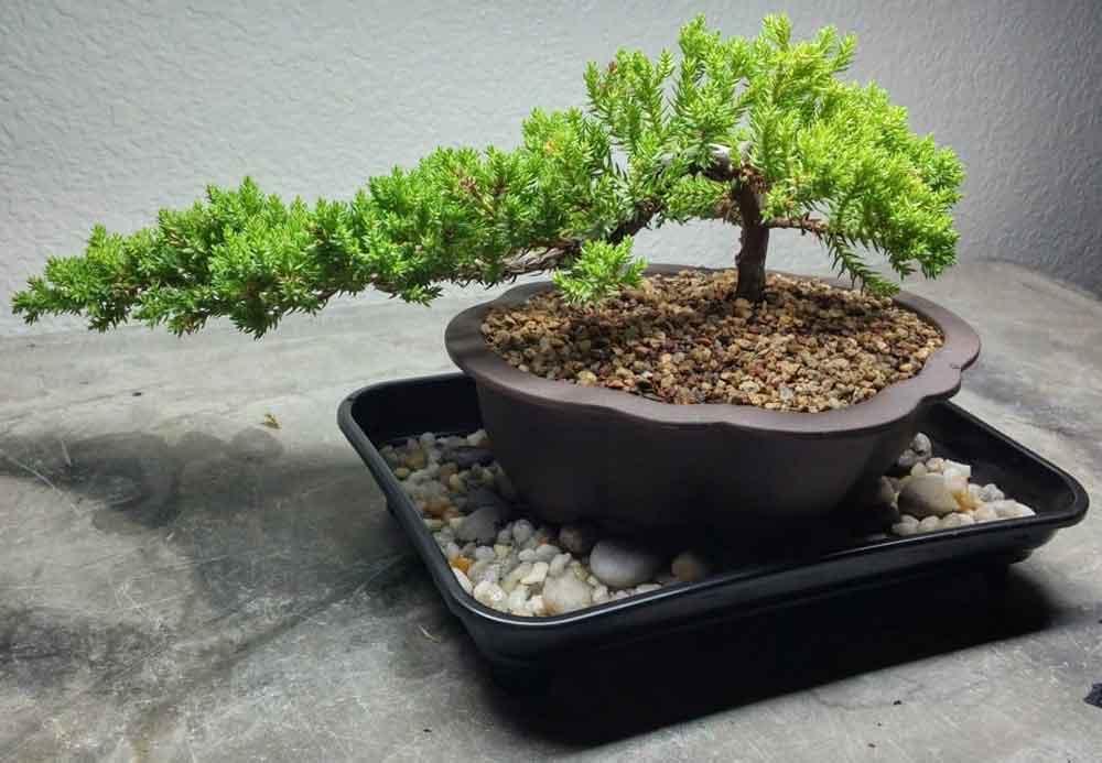 نگهداری بونسای (2 نکته مهم)
