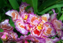 گل ارکیده میمون در جنگل های ابری اکوادور و پرو (2 نکته مهم)
