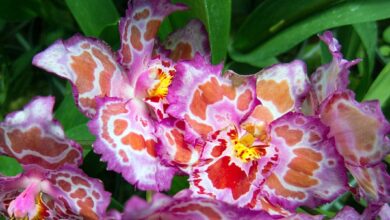 گل ارکیده میمون در جنگل های ابری اکوادور و پرو (2 نکته مهم)