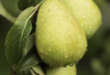 راهنمای کاشت و تکثیر درخت گلابی (2 نکته مهم)
