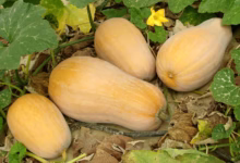 چگونه کدو تنبل بکاریم ؟ (2 نکته مهم)