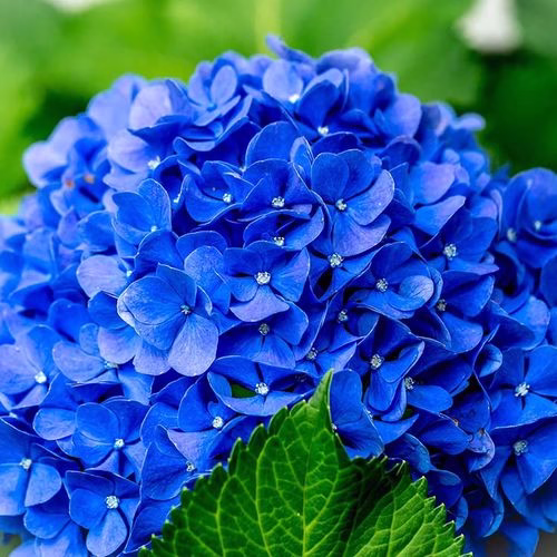 ۱۰ تا از گران ترین گل های طبیعی در جهان (2 نکته مهم)