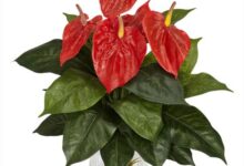 کاشت،پرورش و نگهداری از گیاه جاکوبینیا کارنئا (گیاه فلامینگو)  (2 نکته مهم)