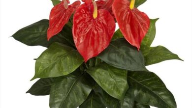 کاشت،پرورش و نگهداری از گیاه جاکوبینیا کارنئا (گیاه فلامینگو)  (2 نکته مهم)