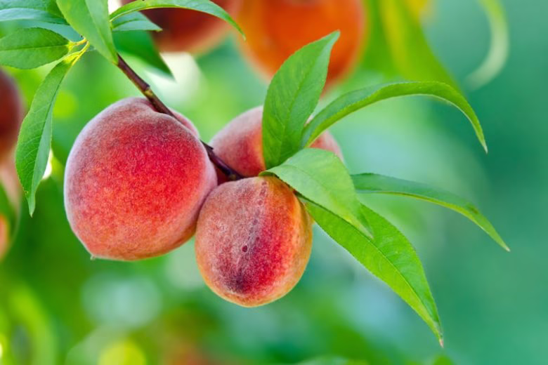 اصول کاشت و نگهداری درخت هلو&nbsp; (2 نکته مهم)