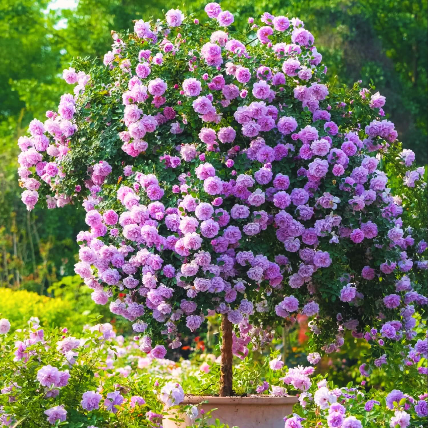 فوت و فن کاشت و تکثیر حرفه ای گل رز (2 نکته مهم) فوت و فن کاشت و تکثیر حرفه ای گل رز (2 نکته مهم)