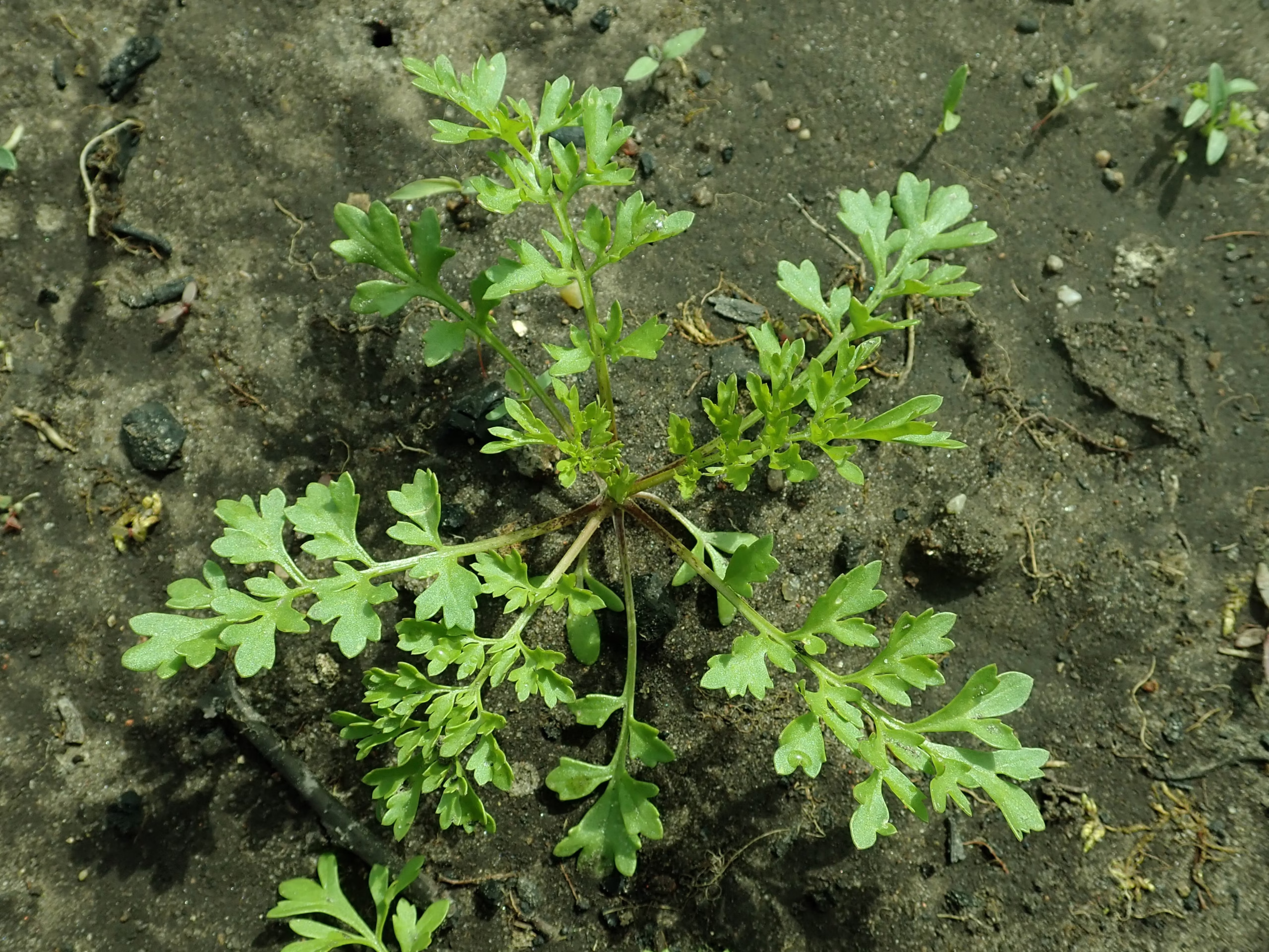 چگونه می توان شاهی کاشت؟ (2 نکته مهم) چگونه می توان شاهی کاشت؟ (2 نکته مهم)