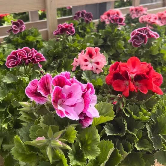 چه گل هایی برای باغچه مناسب هستند ؟ (2 نکته مهم) چه گل هایی برای باغچه مناسب هستند ؟ (2 نکته مهم)