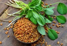 راهنمای کاشت و برداشت شنبلیله (2 نکته مهم)