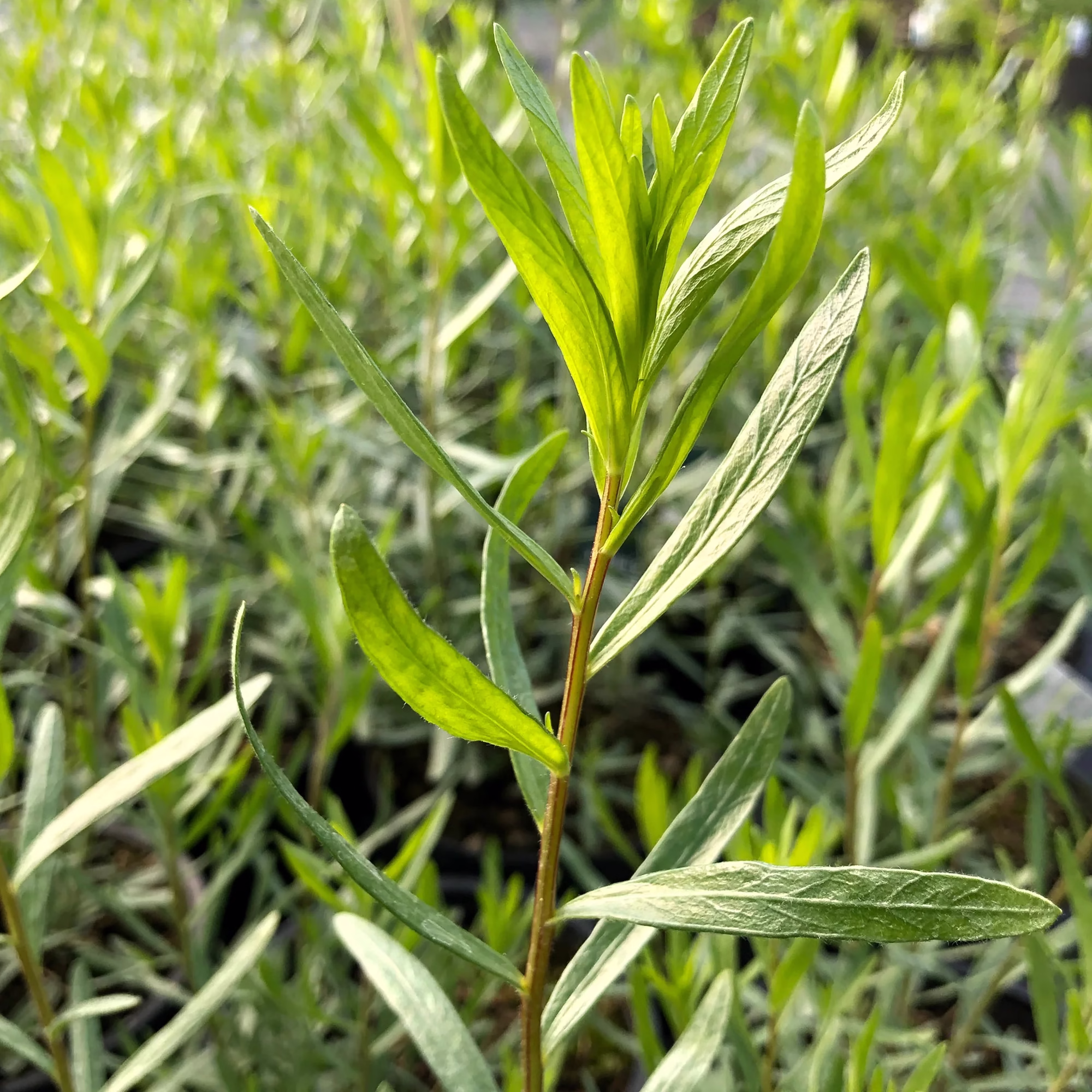 اصول کاشت و برداشت ترخون&nbsp; (2 نکته مهم)