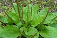 خواص بارهنگ: راهنمای جامع علمی
