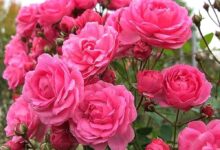 خواص گل محمدی: گنجینه‌ای از طبیعت برای سلامتی و زیبایی