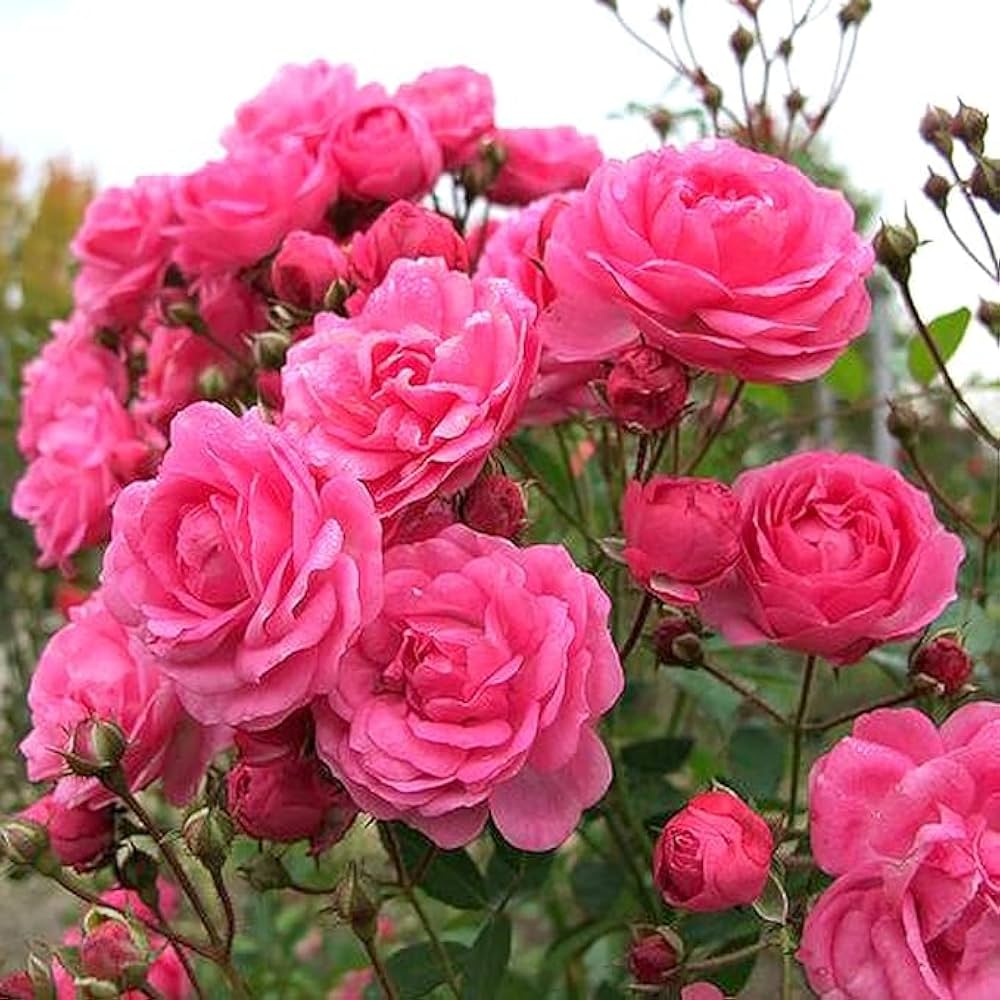 خواص گل محمدی: گنجینهای از طبیعت برای سلامتی و زیبایی خواص گل محمدی: گنجینهای از طبیعت برای سلامتی و زیبایی