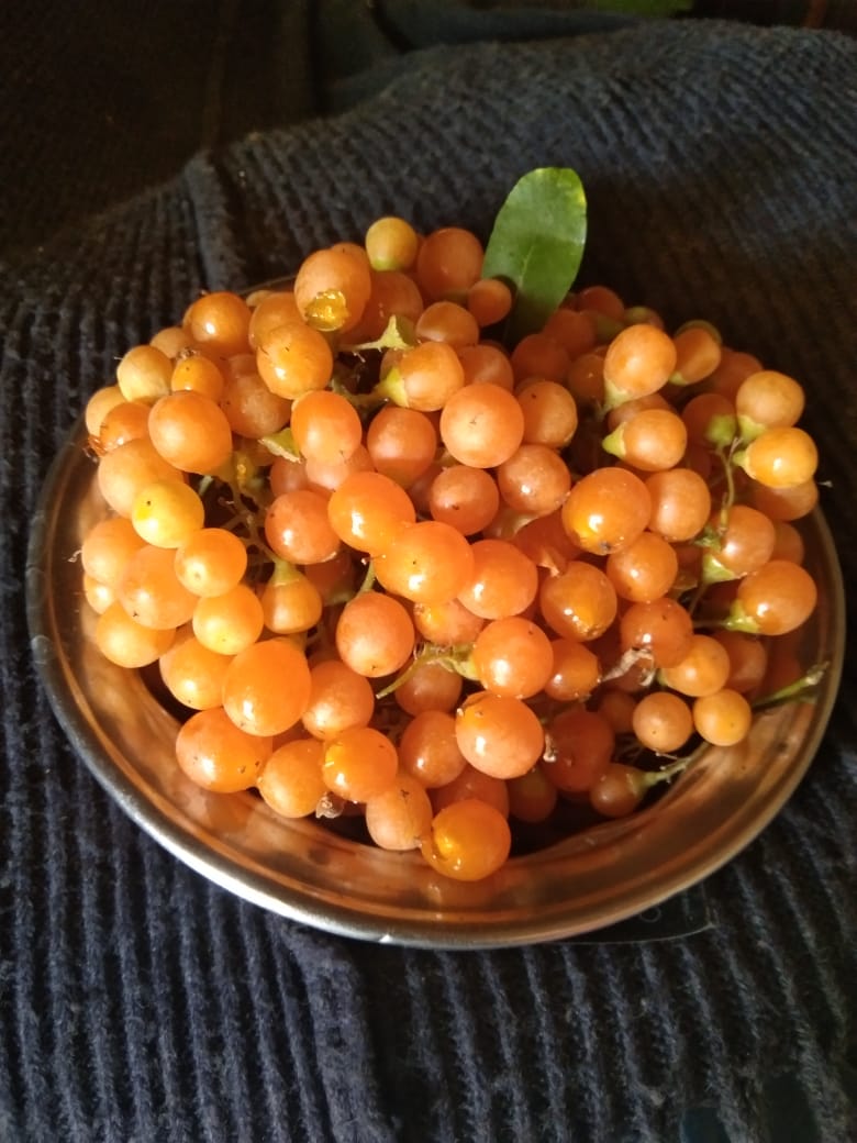 خواص سه پستان (سپستان): از سنت تا علم
