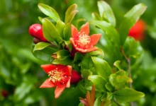 خواص گل انار: گنجینه‌ای از طبیعت برای سلامتی