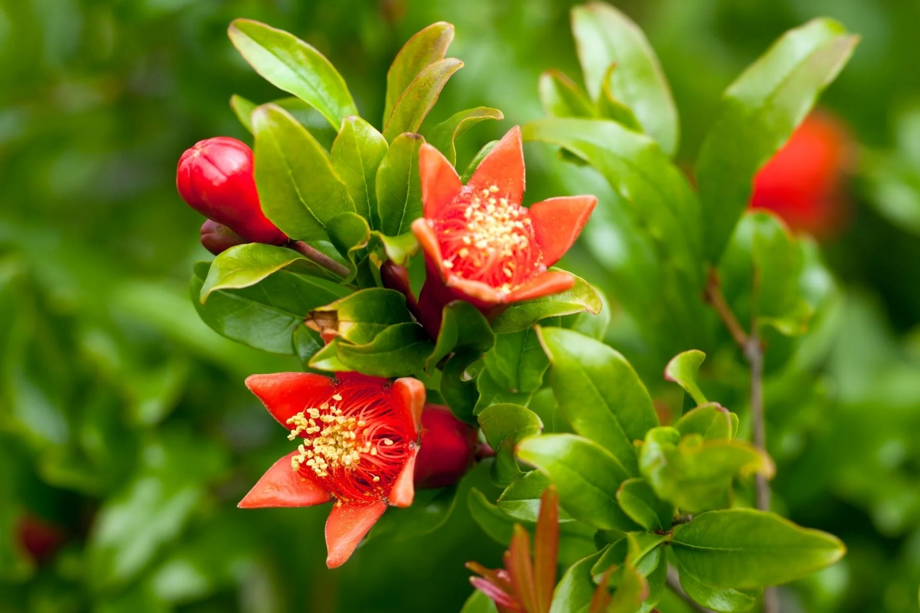 خواص گل انار: گنجینه‌ای از طبیعت برای سلامتی