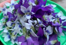 خواص روغن بنفشه: فواید، مضرات و راهنمای مصرف صحیح