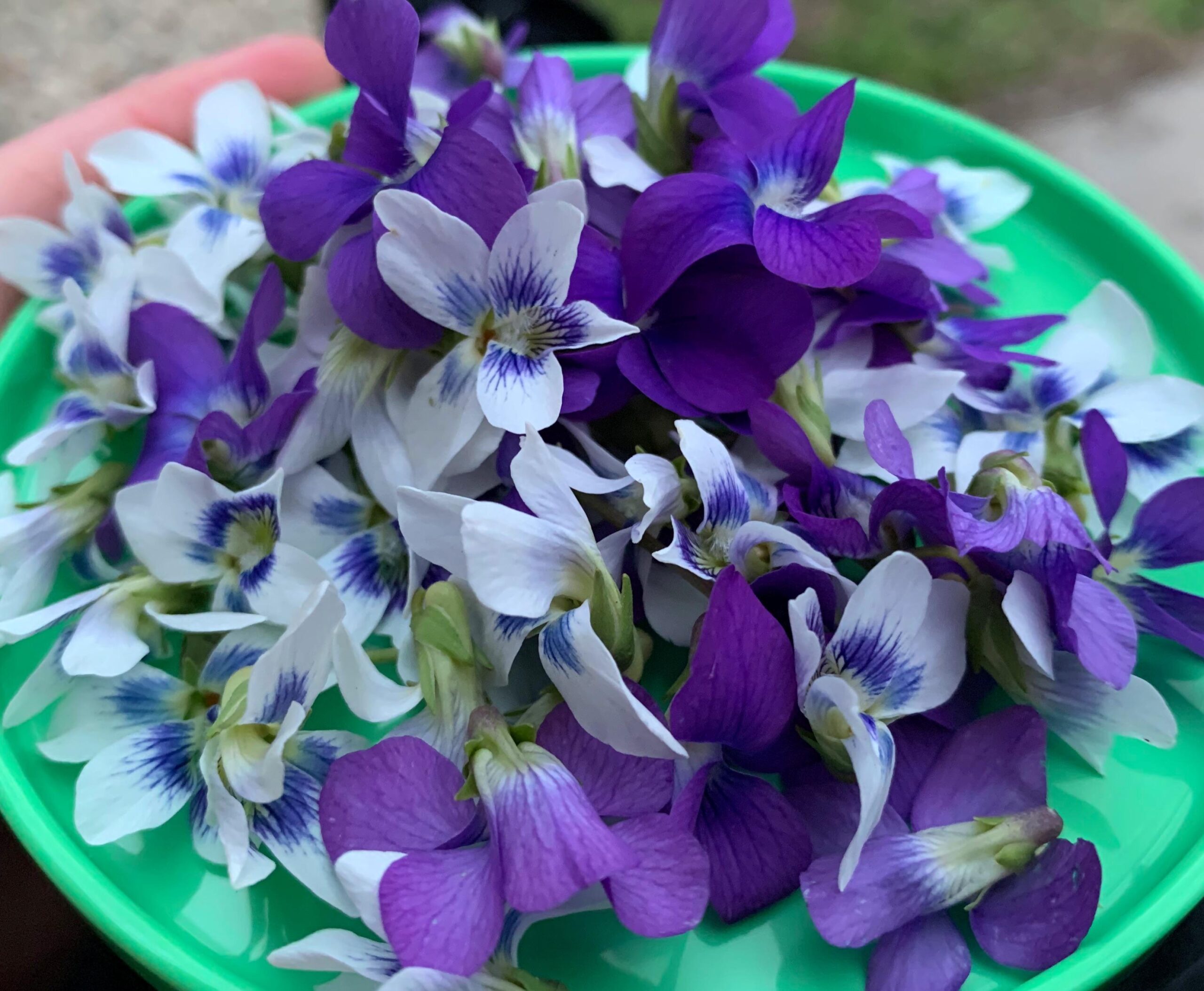 خواص روغن بنفشه: فواید، مضرات و راهنمای مصرف صحیح