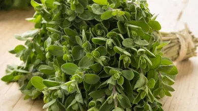 خواص مرزنجوش برای لاغری: آیا این گیاه معطر به کاهش وزن کمک می‌کند؟ بررسی علمی فواید، عوارض و نحوه مصرف