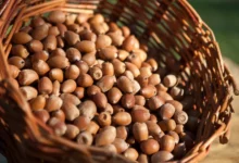 خواص بلوط برای کبد: حقیقت، شواهد و نکات احتیاطی