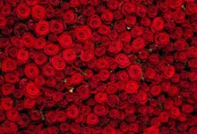 خواص گل سرخ برای لاغری؛ بررسی علمی مکانیسم‌ها، فواید، عوارض و نحوه مصرف