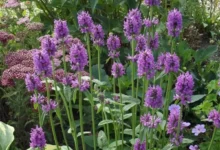 خواص چای کوهی برای مردان: از بهبود خلق و خو تا سلامت عمومی بدن