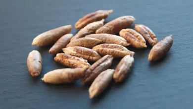 خواص هسته خرما برای ابرو: حقیقت، افسانه، و احتیاط‌های مصرف