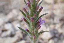 خواص کاکوتی برای یبوست: بررسی علمی و جامع