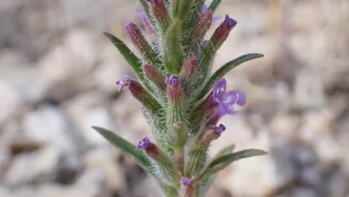 خواص کاکوتی برای یبوست: بررسی علمی و جامع