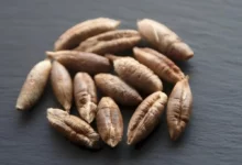 خواص هسته خرما برای سنگ صفرا: بررسی علمی فواید، مضرات و نکات ایمنی