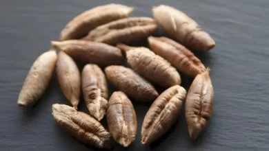 خواص هسته خرما برای سنگ صفرا: بررسی علمی فواید، مضرات و نکات ایمنی