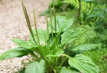 خواص بارهنگ برای رحم: بررسی جامع علمی و سنتی