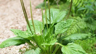 خواص بارهنگ برای رحم: بررسی جامع علمی و سنتی